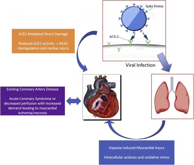 COVID-19 Impacts on Heart